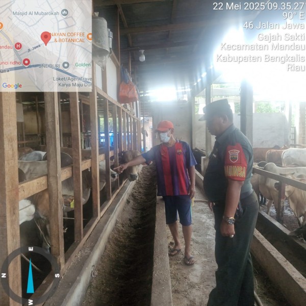 Gencar Laksanakan Pengecekkan Hewan Ternak Sapi, di Kelurahan Gajah Sakti Oleh Serma Agusliadi