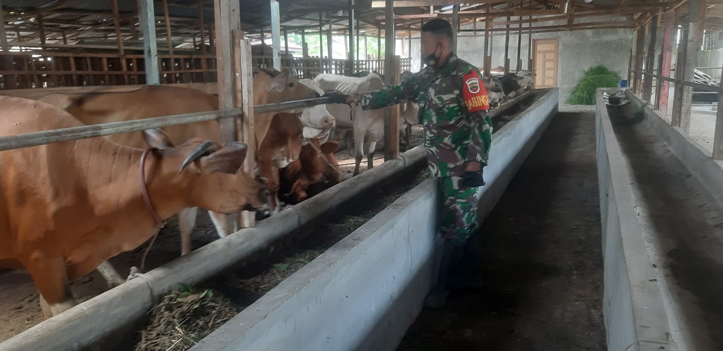 Upaya Penyebaran PMK di Desa Simpang Padang Babinsa Kopda Dedi Swarman Berpatroli