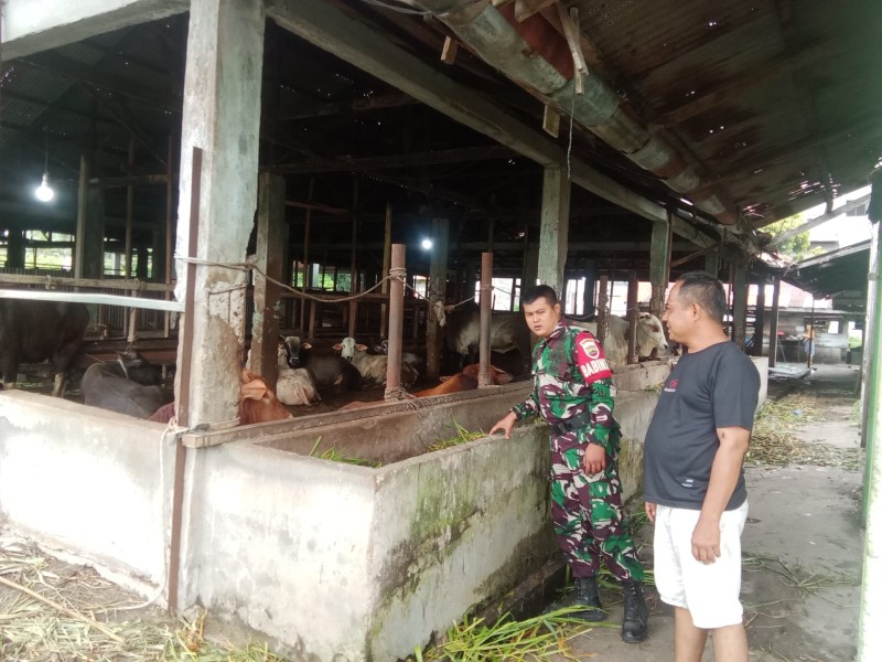 Gencar Laksanakan Pengecekkan Hewan Ternak Sapi, di Desa Balai Pungut Oleh Kopda Ade Kurniawan