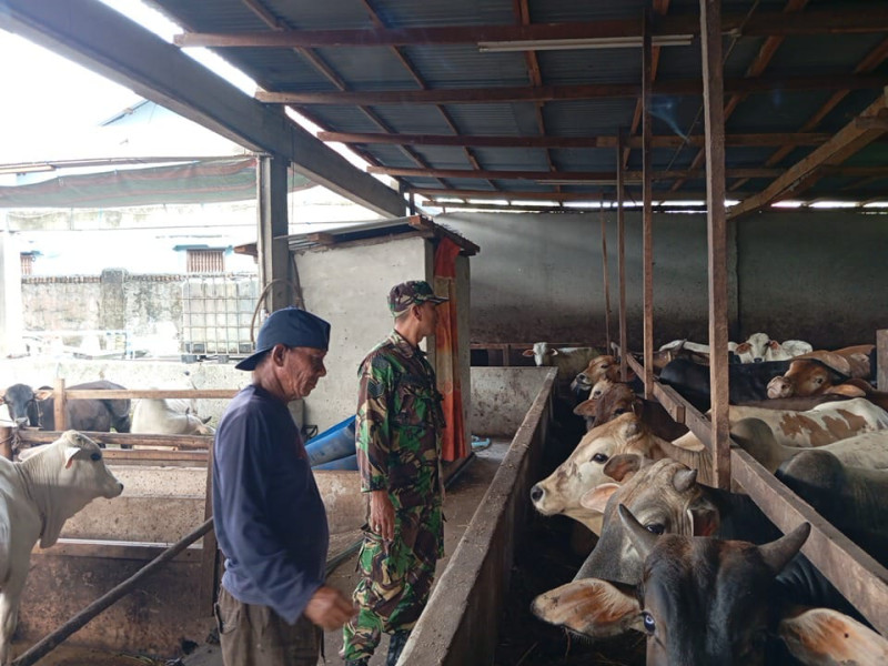 Gencar Laksanakan Pengecekkan Hewan Ternak Sapi di Desa Pinggir, Babinsa Serma Suprapto Turun ke Lokasi