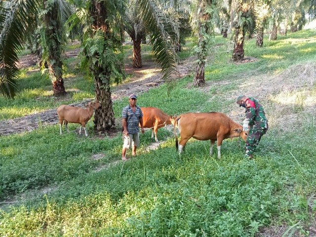 Cegah Penyebaran PMK di Desa Tasik Serai Babinsa Serda AT. Silaban Lakukan Patroli