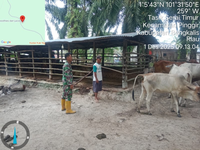 Babinsa Sertu Fikri, Lakukan Cek Hewan Ternak Sapi Antisipasi Penyakit PMK, di Desa Tasik Serai Timur