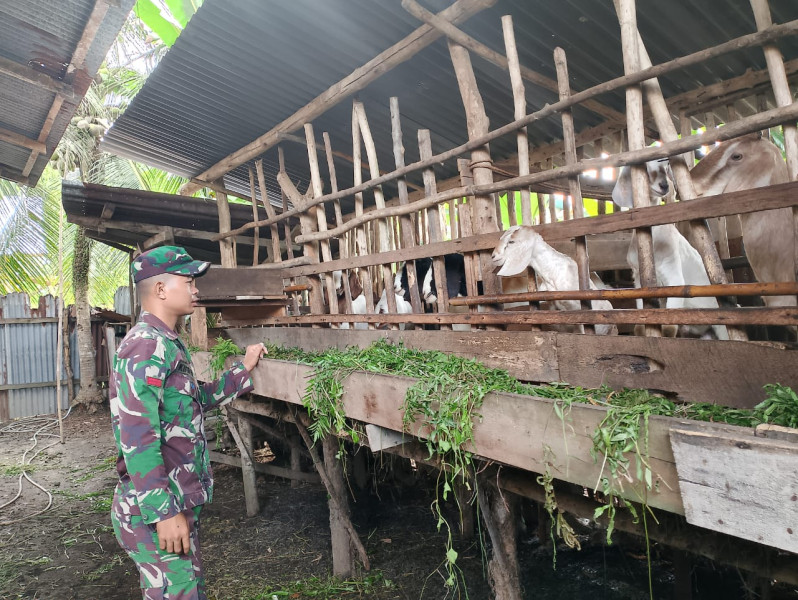 Gencar Laksanakan Pengecekkan Hewan Ternak Sapi di Desa Tambusai Batang Dui, Babinsa Pratu Kifron Turun ke Lokasi