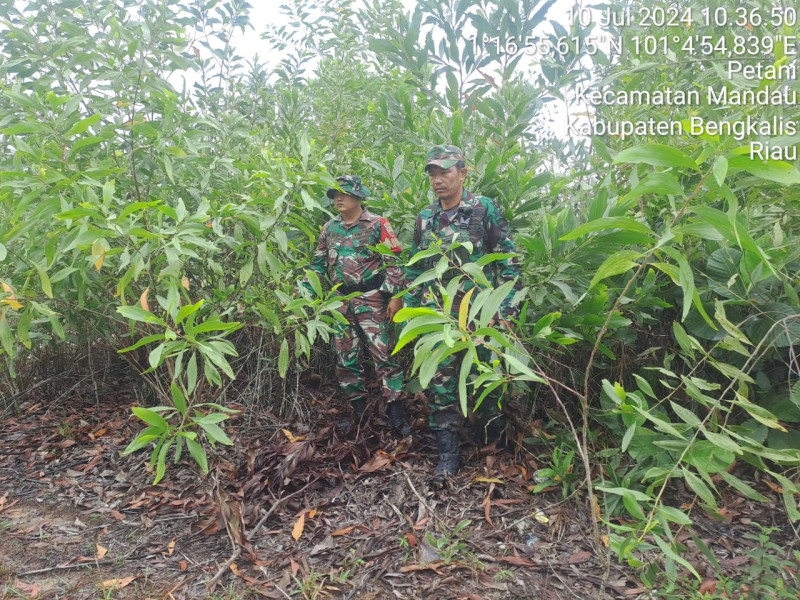 Cegah Karhutla, Babinsa Mandau Pelda Armen, Serda Joni dan Kopda Ade Laksaksanakan Patroli di Desa Petani