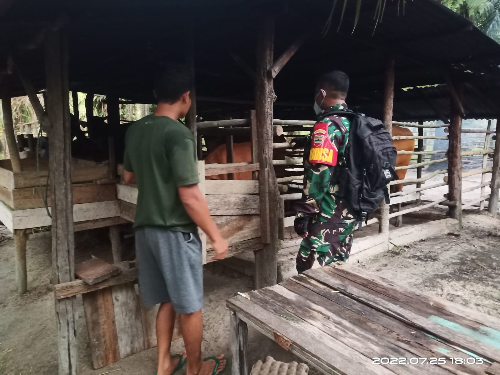 Pantau Hewan Ternak di Desa Buluh Apo, Babinsa Sertu Roy Pardomuan Upayakan Pencegahan PMK