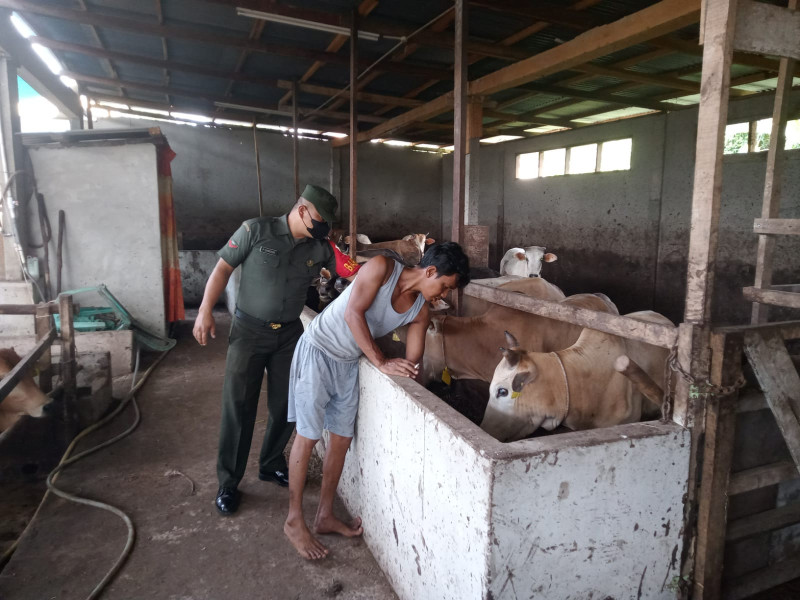 Cegah Penyebaran PMK, Babinsa Kopda P. Samosir Laksanakan Cek Hewan Ternak di Jalan Jawa Kelurahan Gajah Sakti