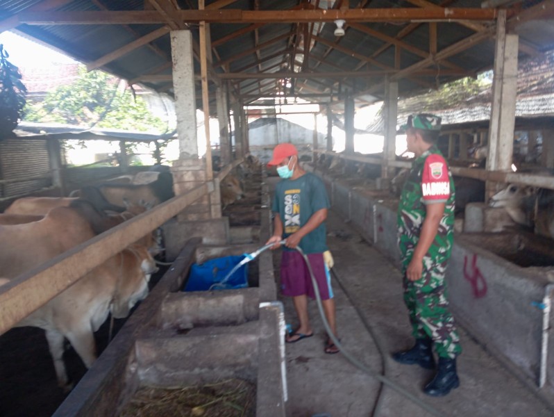 Gencar Laksanakan Pengecekkan Hewan Ternak Sapi, di Kelurahan Gajah Sakti Oleh Kopda Yusup
