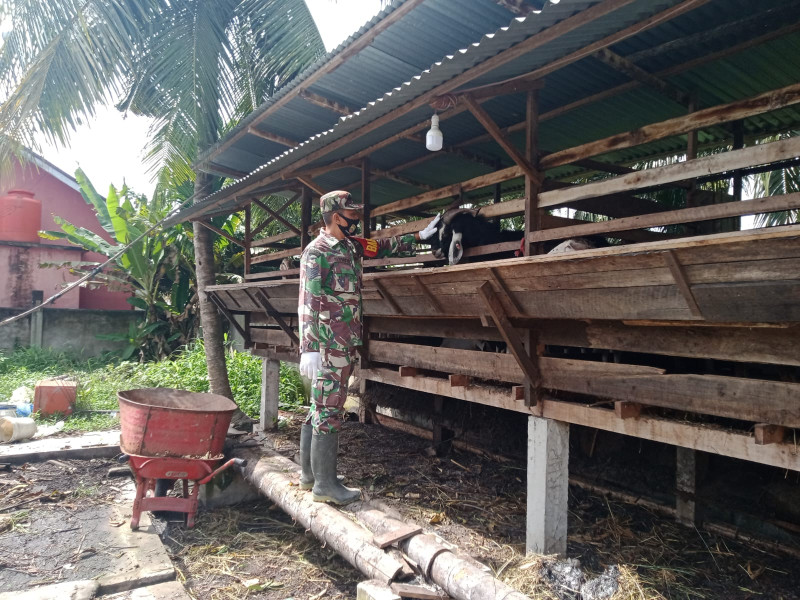 Babinsa Serma Suprapto Hewan Ternak Kambing di Kelurahan Gajah Sakti, Guna Cegah PMK