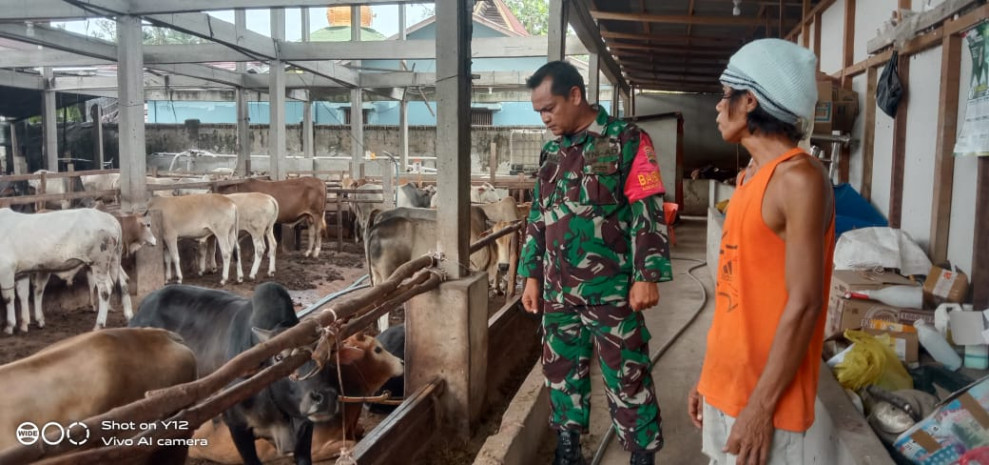 Babinsa Sertu Junaidi Laksanakan Pengecekkan Hewan Ternak di Kelurahan Titian Antui