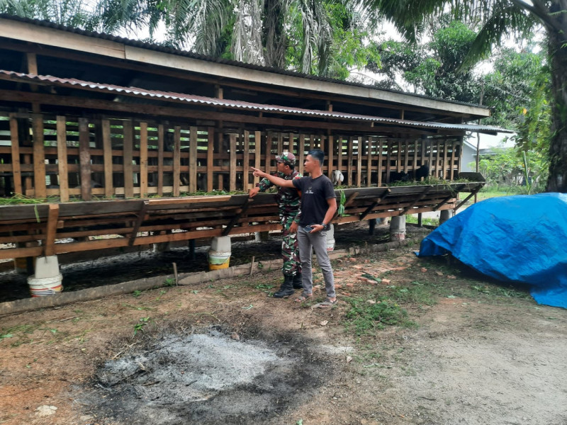 Babinsa Praka Alif Alfindo, Cek Hewan Ternak Kambing di Kelurahan Air Jamban, Guna Cegah PMK