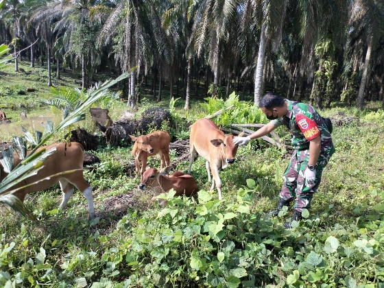 Cek Hewan Ternak, Agar Terhindar Dari PMK, Itu Pesan Babinsa Serda AT. Silaban di Desa Pinggir