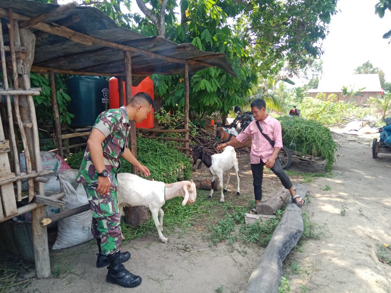 Babinsa Serda M. Fikri Hewan Ternak Kambing di Desa Tasik Serai Timur, Guna Cegah PMK