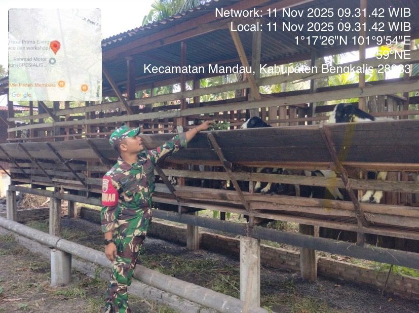 Babinsa Praka I.K. Sinaga, Lakukan Cek Hewan Ternak Sapi Antisipasi Penyakit PMK, di Duri Barat