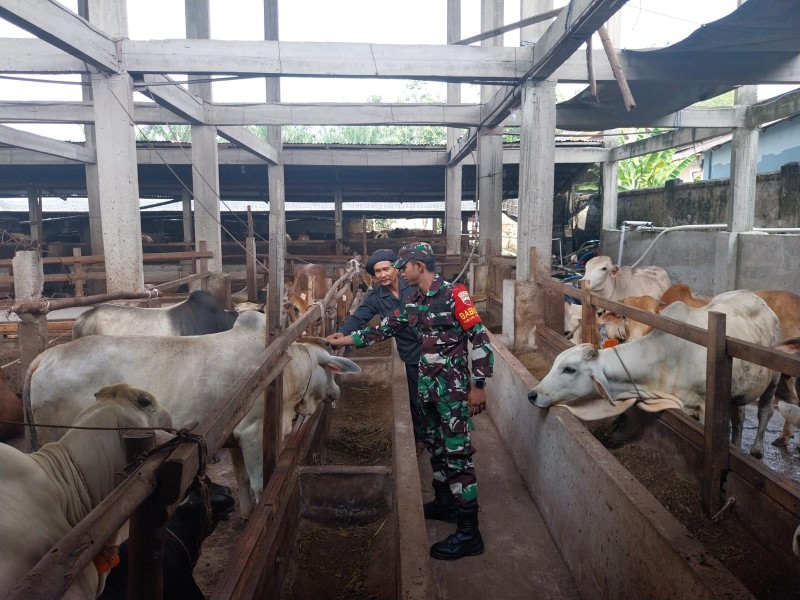 Gencar Laksanakan Pengecekkan Hewan Ternak Sapi, di Kelurahan Batang Serosa, Kecamatan Mandau, Oleh Pratu DN. Simanungkalit