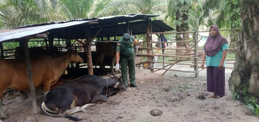 Cegah Penyebaran PMK, Babinsa Serda Paino Melaksanakan Cek 10 Ekor Hewan Ternak Kambing di Desa Pinggir