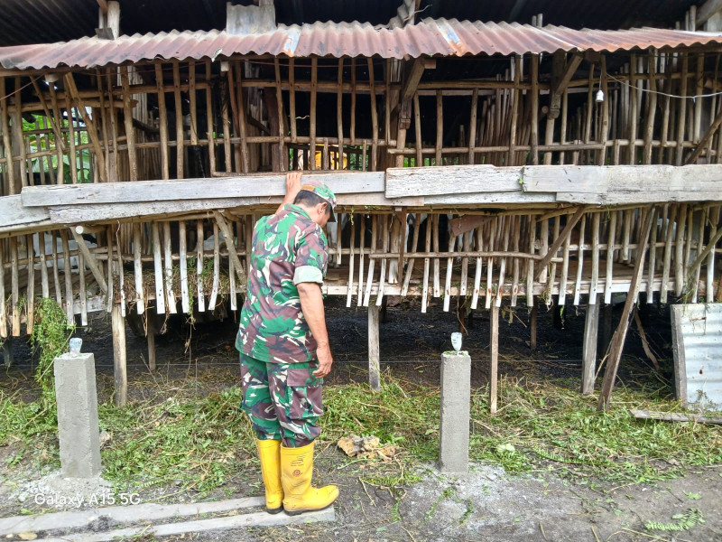 Gencar Laksanakan Pengecekkan Hewan Ternak Kambing di Mandau, Babinsa Sertu Rosdianto Turun ke Lokasi