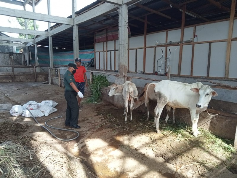 Babinsa Serda P. Sinaga Maksimalkan Upaya Pencegahan PMK Pada Hewan Ternak