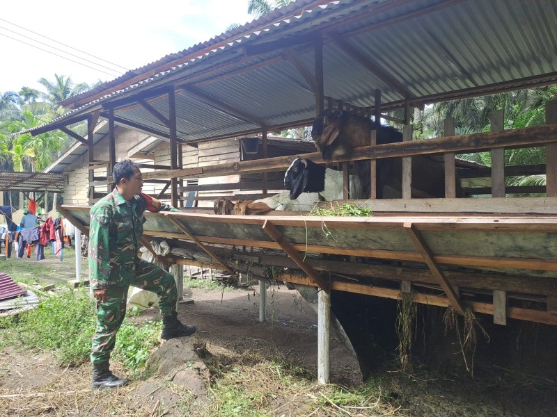 Babinsa Sertu Joni R. Lakukan Cek Hewan Ternak Kambing Antisipasi Penyakit PMK, di Desa Bumbung