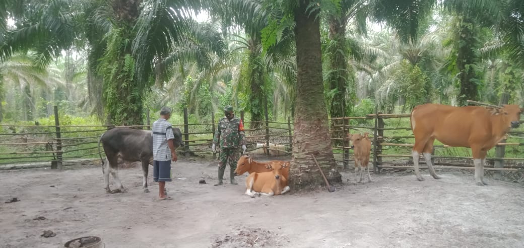 Cegah Penyebaran PMK Pada Hewan Ternak di Desa Semunai, Babinsa Serda Paino Laksanakan Patroli