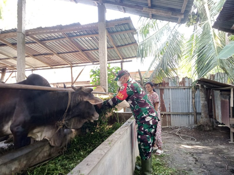Gencar Laksanakan Pengecekkan Hewan Ternak Sapi, di Desa Tasik Tebing Serai Oleh Kopda P. Samosir