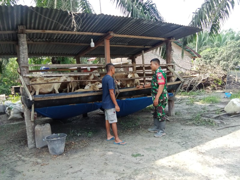 Babinsa Koptu Ade Kurniawan Lakukan Cek Hewan Ternak Sapi Antisipasi Penyakit PMK, di Kelurahan Balai Raja