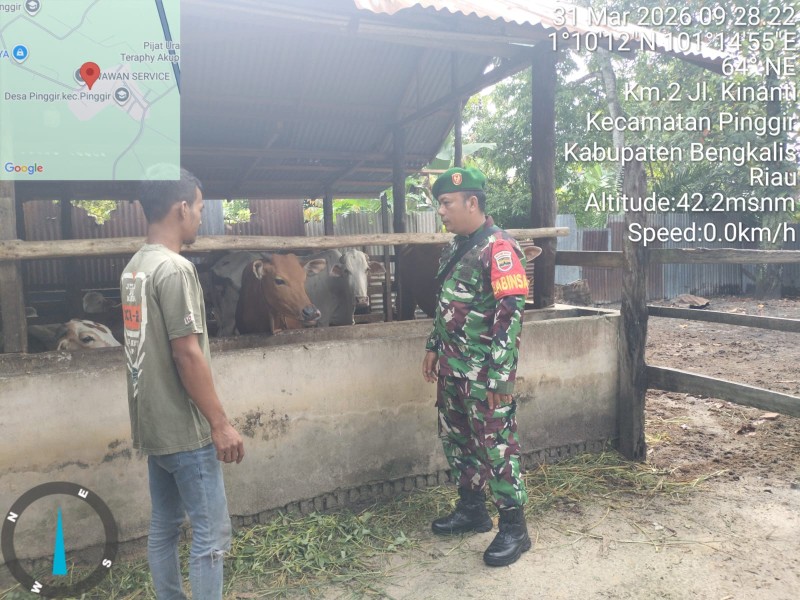 Babinsa Sertu AT. Sialaban, Cek Hewan Ternak Sapi Antisipasi PMK, di Desa Pinggir