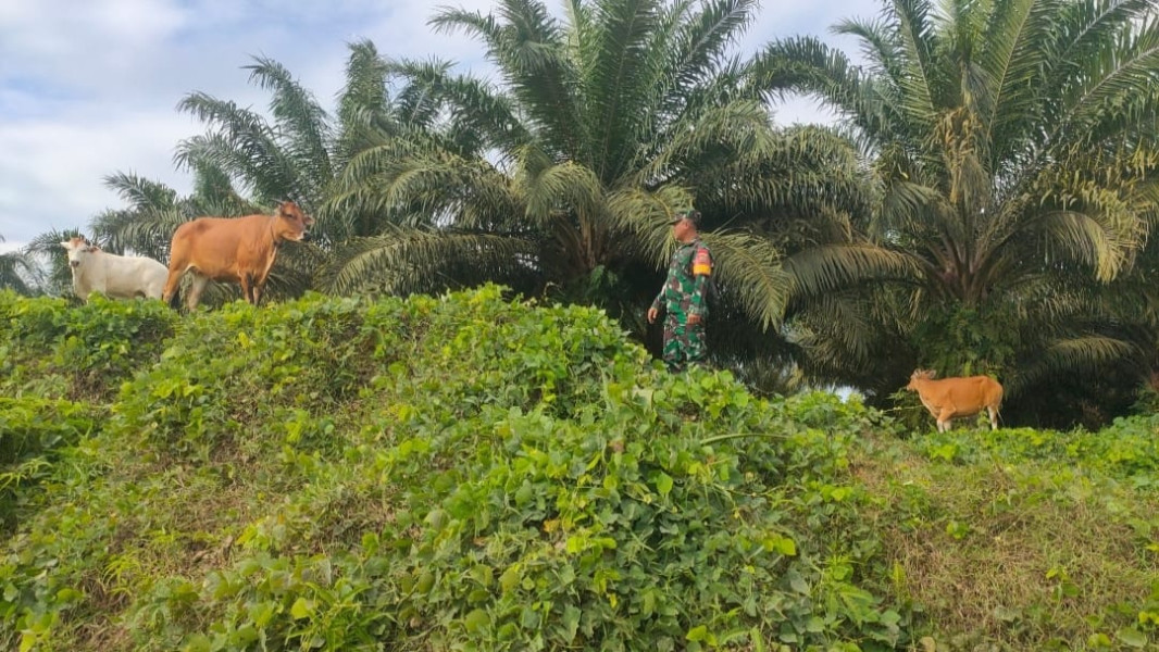 Cegah Penyebaran PMK, Babinsa Kopda Bambang Melaksanakan Cek 6 Ekor Hewan Ternak Sapi di RT 03 RW 01 Muara Basung