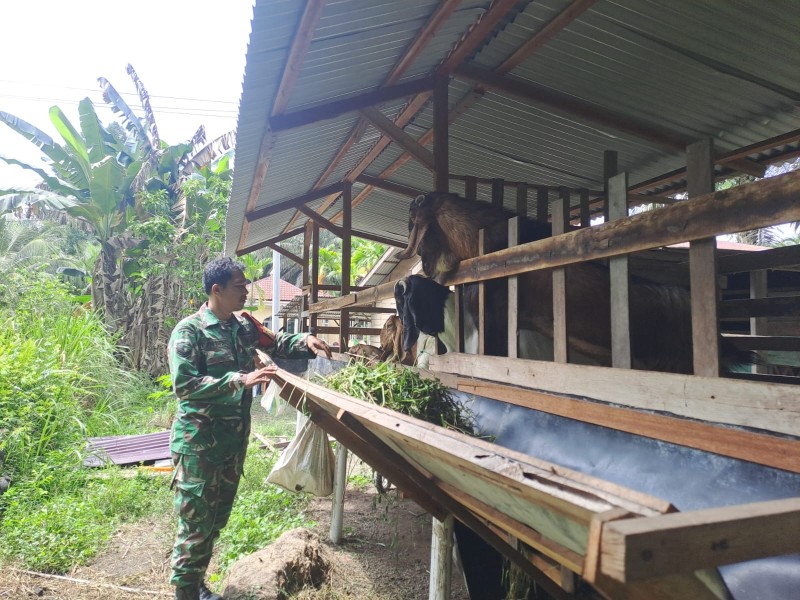 Babinsa Sertu Joni Rafdhal Cek Hewan Ternak Kambing, Antisipasi PMK, di Desa Pamesi