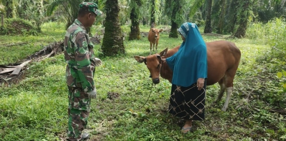 Cegah Penyebaran PMK, Babinsa Serda Awaluddin Laksanakan Cek Hewan Ternak di Jalan Lestari Desa Boncah Mahang