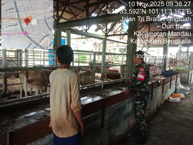 Babinsa Koptu Ade Kurniawan, Lakukan Cek Hewan Ternak Sapi Antisipasi Penyakit PMK, di Jalan Teribrata