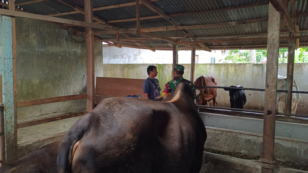 Babinsa Sertu Roy P, Cek Hewan Ternak Sapi di Dusun Ponti Kijai, Guna Cegah PMK