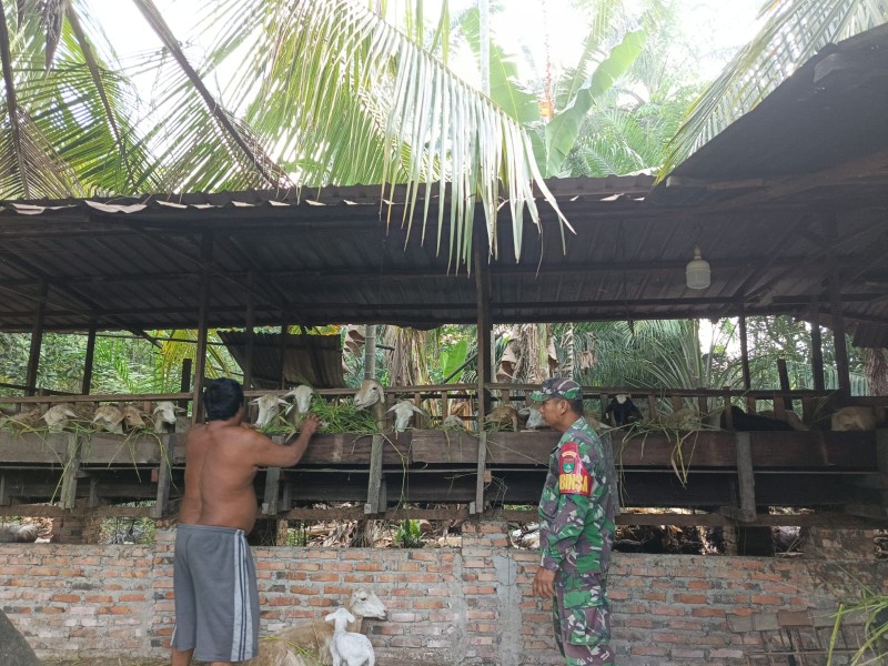 Babinsa Sertu Awaluddin Cek Hewan Ternak Kambing, Antisipasi PMK, di Desa Boncah Mahang