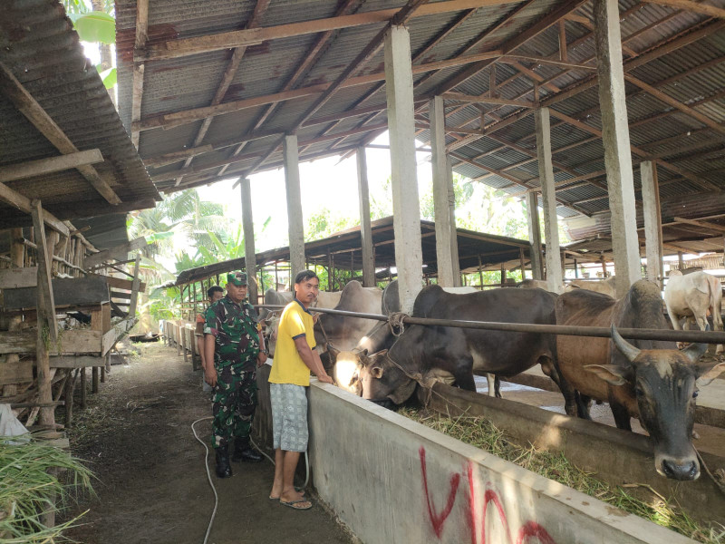 Babinsa Serma Agusliadi Cek 20 Ekor Hewan Ternak Sapi di Jalan Tegal Sari Air Jamban, guna Cegah PMK