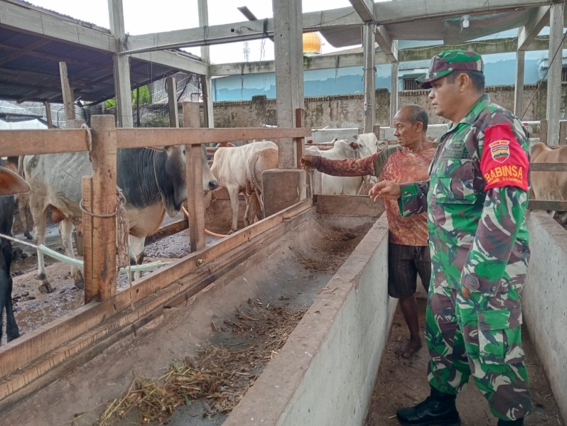 Gencar Laksanakan Pengecekkan Hewan Ternak Sapi, di Kelurahan Gajah Sakti, Mandau Oleh Serda Z. Panjaitan