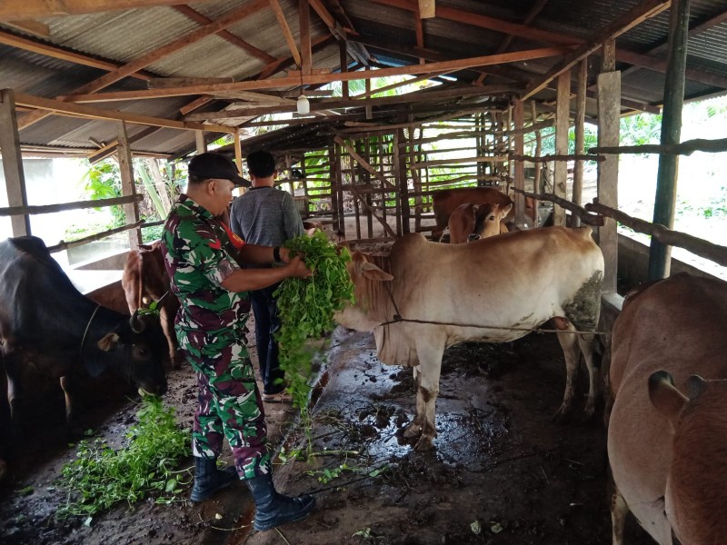 Cegah Penyebaran PMK, Babinsa Koptu Ml. Silaban Laksanakan Cek Hewan Ternak di Jalan Swadaya