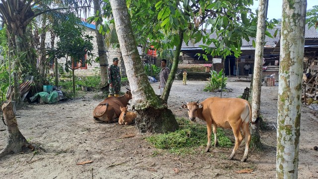 Cek Hewan Ternak, Agar Terhindar Dari PMK, Itu Pesan Babinsa Serda Joni R. di Bathin Solapan