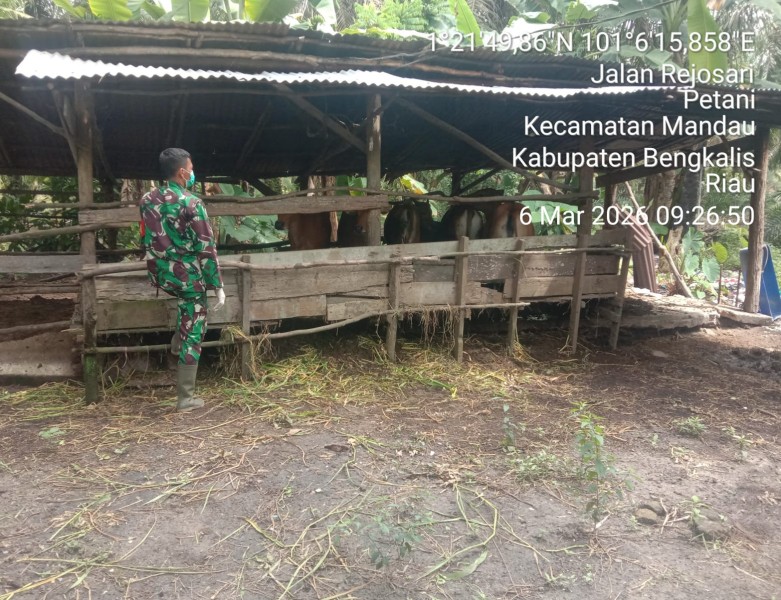 Babinsa Sertu Srikusyahandoko akukan Cek Hewan Ternak Sapi Antisipasi PMK, di Desa Air Kulim, Batsol