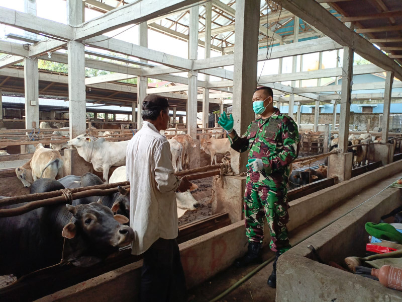 Babinsa Sertu Agung Saputro Cek Hewan Ternak Sapi di Desa Balai Pungut, RT 03 RW 01, Guna Cegah PMK