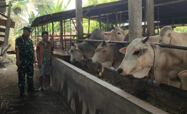 Gencar Laksanakan Pengecekkan Hewan Ternak Sapi di Kelurahan Babussalam, Babinsa Serma Agusliadi Turun ke Lokasi