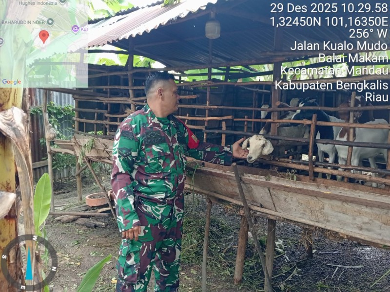 Babinsa Serda Z. Panjaitan, Lakukan Cek Hewan Ternak Sapi Antisipasi Penyakit PMK, di Desa Balai Makam