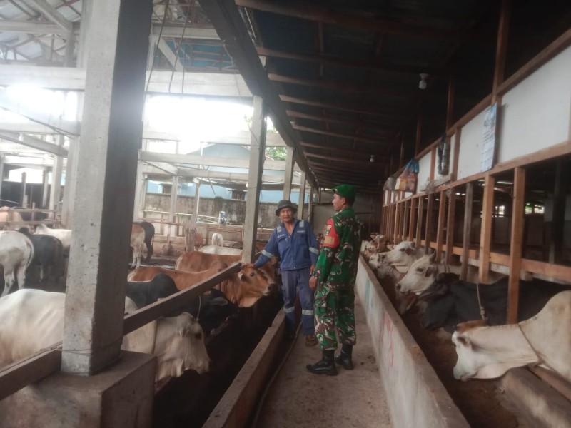 Babinsa Kopda Yusup Lakukan Cek Hewan Ternak Sapi Cegah Penyakit PMK, di Kelurahan Gajah Sakti