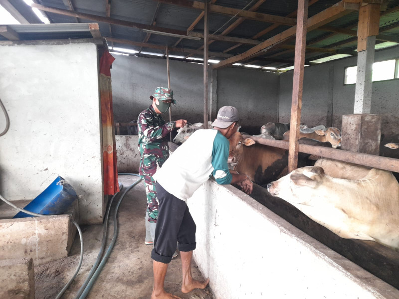 Cegah Penyebaran PMK, Babinsa Sertu Alinaspi Melaksanakan Cek 18 Ekor Hewan Ternak Sapi di RT 01 RW 04 Kelurahan Gajah Sakti