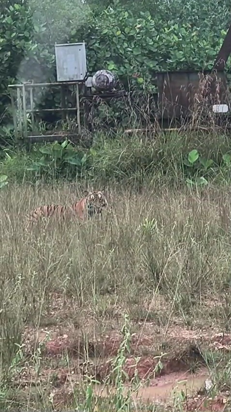 Masyarakat Duri Gempar, Beredar Video Penampakan Harimau Sumatera di Wilayah Duri
