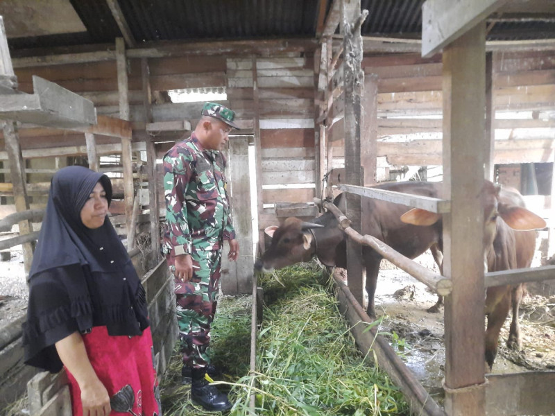 Cegah Penyebaran PMK, Babinsa Serda Ahmad Junaidi Melaksanakan Cek 2 Ekor Hewan Ternak Sapi di RT 01 RW 20 Air Jamban