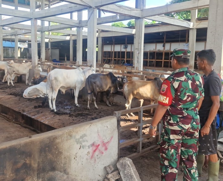 Gencar Laksanakan Pengecekkan Hewan Ternak Sapi, di Kelurahan Air Jamban, Mandau, Oleh Serma Agusliadi