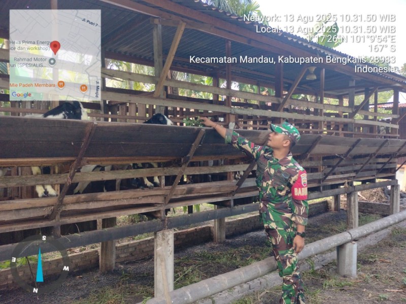 Gencar Laksanakan Pengecekkan Hewan Ternak Kambing, di Air Jamban, Mandau, Oleh Pratu IK. Sinaga