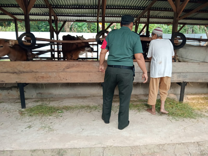 Babinsa Serda Z. Panjaitan Hewan Ternak Sapi di Kelurahan Gajah Sakti, Guna Cegah PMK