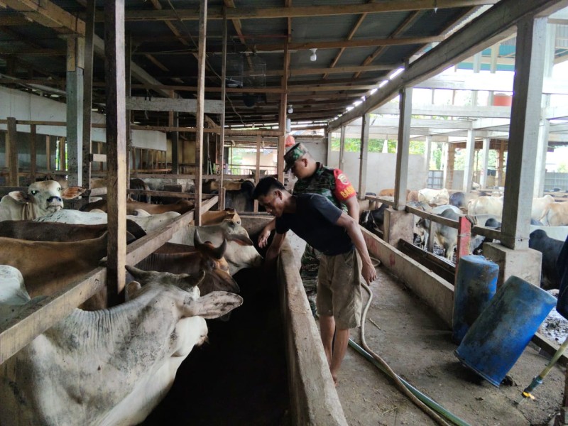 Gencar Laksanakan Pengecekkan Hewan Ternak Sapi, di Kelurahan Gajah Sakti Oleh Babinsa Kopda P. Samosir