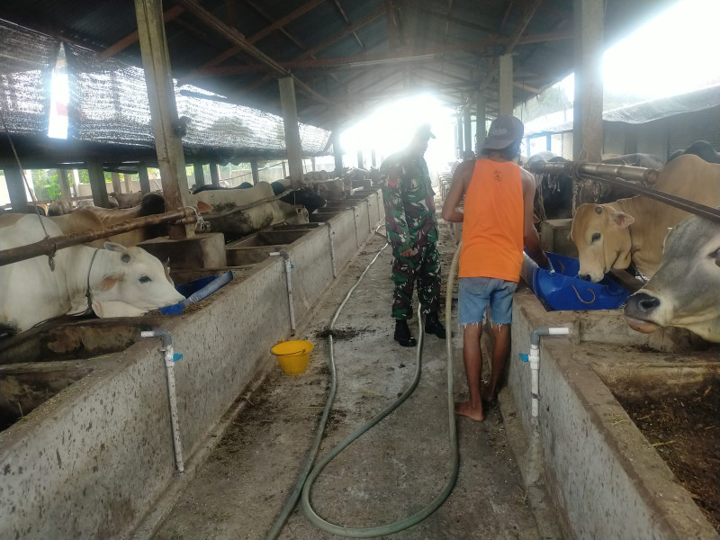 Babinsa Koptu Muchsin Khan Cek 15 Ekor Hewan Ternak Sapi di Jalan Flamboyan, Gajah Sakti, guna Cegah PMK