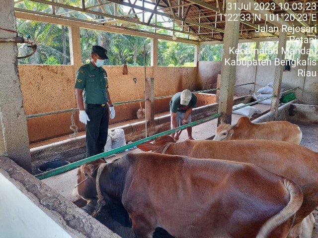 Cegah Penyebaran PMK, Babinsa Serda D. Simanjuntak Melaksanakan Cek Hewan Ternak di RT 2 RW 3 Desa Air Kulim